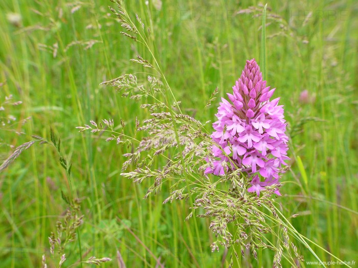 Orchis pyramidal