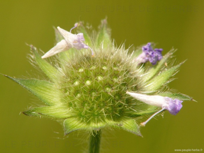 Macrophotographie de scabieuse fanée